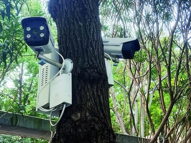 广东828株一级古树名木安装摄像头实时精准监控