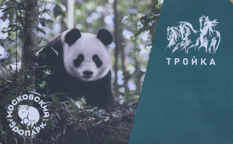莫斯科动物园安装8个直播摄像头 给全球-旅俄大熊猫直播